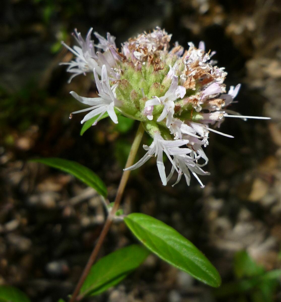 High Resolution Monardella lanceolata Flower